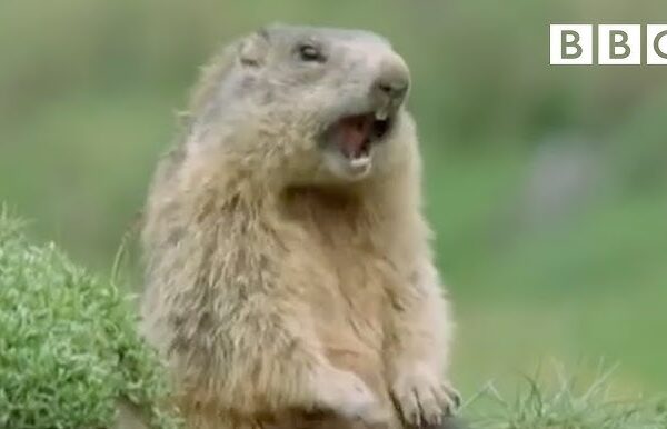 Funny talking animals: Alan!.. Alan!.. Steve! | Walk on the Wild Side - BBC