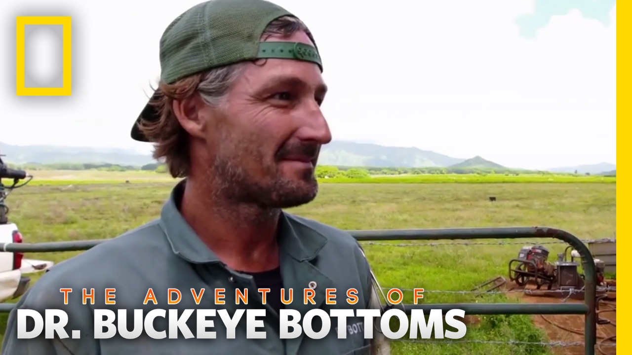 Checking Bottoms | The Adventures of Dr. Buckeye Bottoms